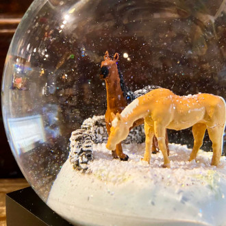 snowball without air bubble horses