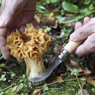 Opinel mushroom plumeria knife n°8
