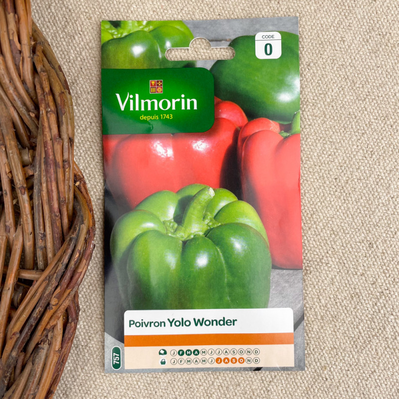 graines de poivron yolo wonder