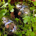 2 glass water stones