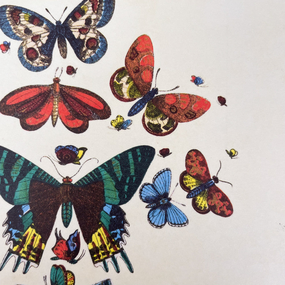A5 butterfly notebook Letterbox