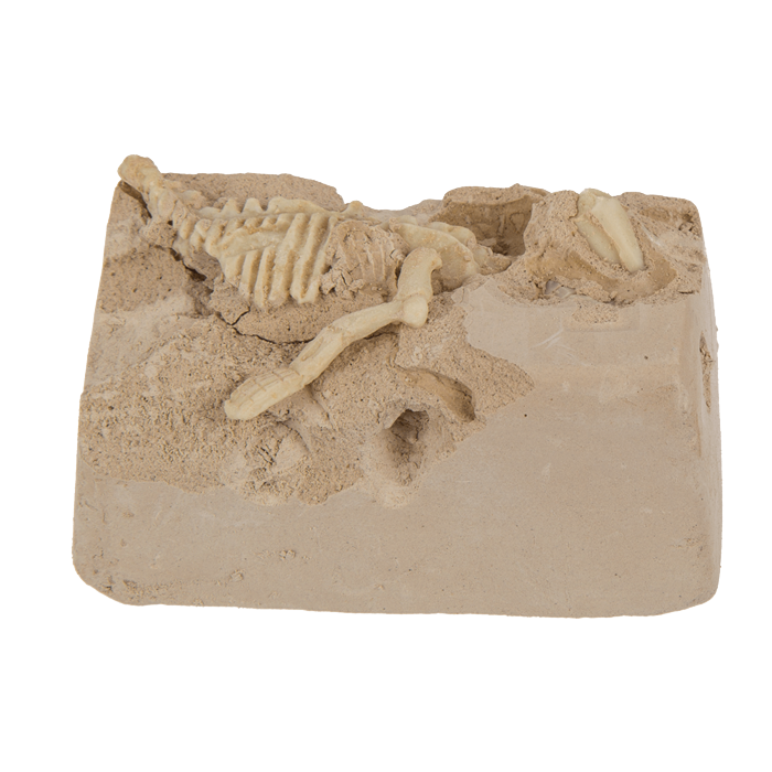 Coffret de paléontologie
