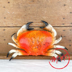Decorative crab