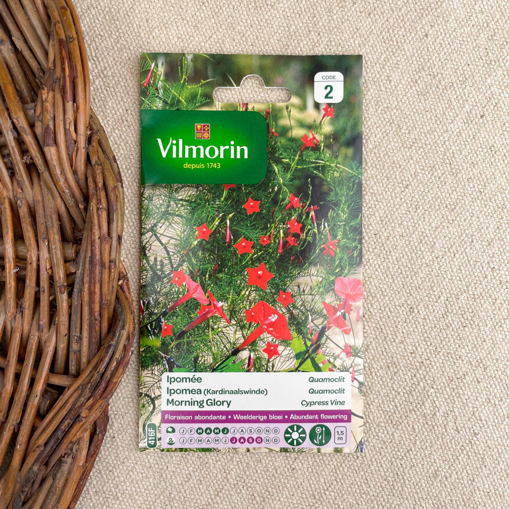 Climbing flower seeds