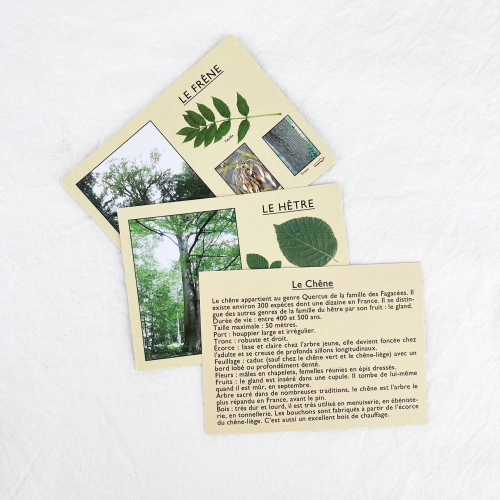 I'm learning to recognize trees