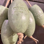 Savon ovale à corde verveine