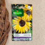 Sunflower seeds Golden Hedge