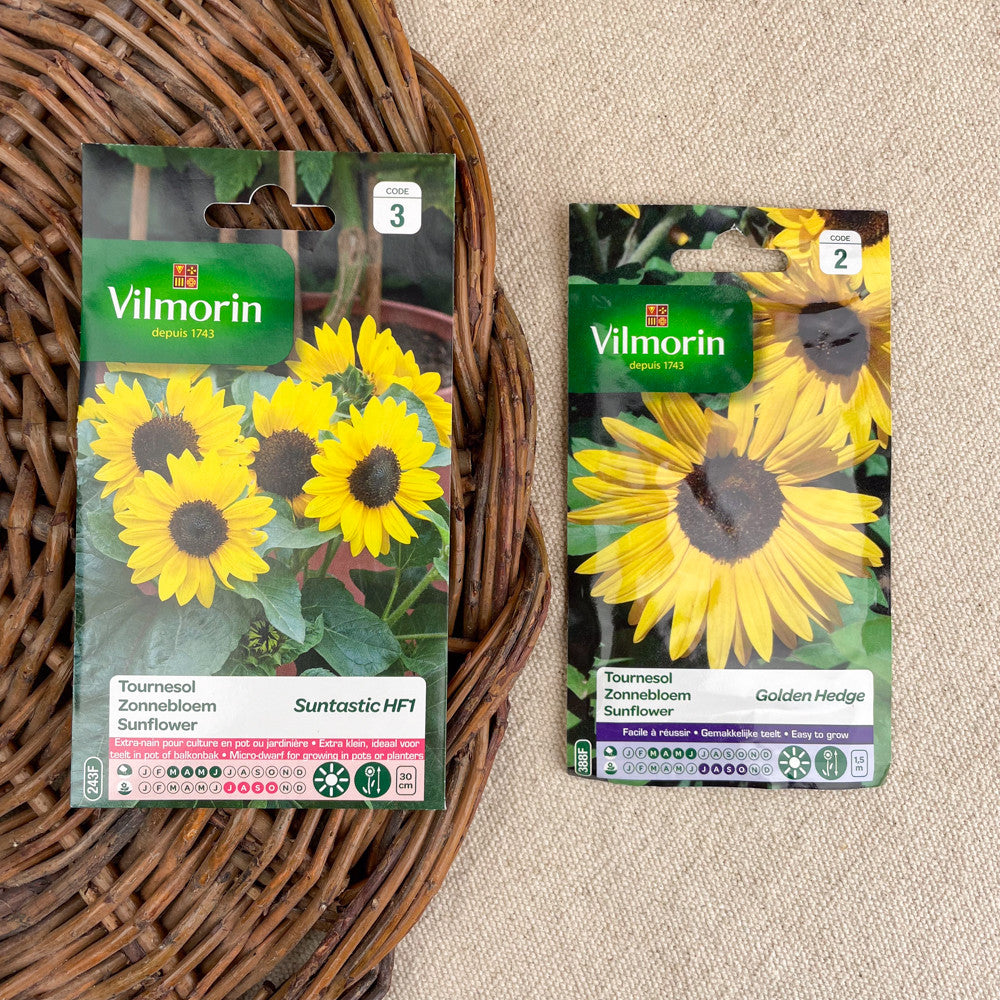Semence de Tournesol