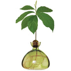 Avocado vase