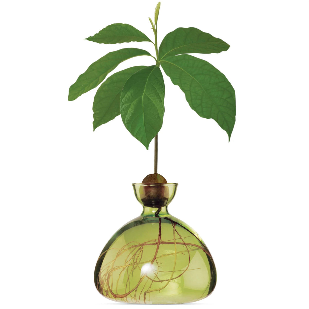 Vase à avocat