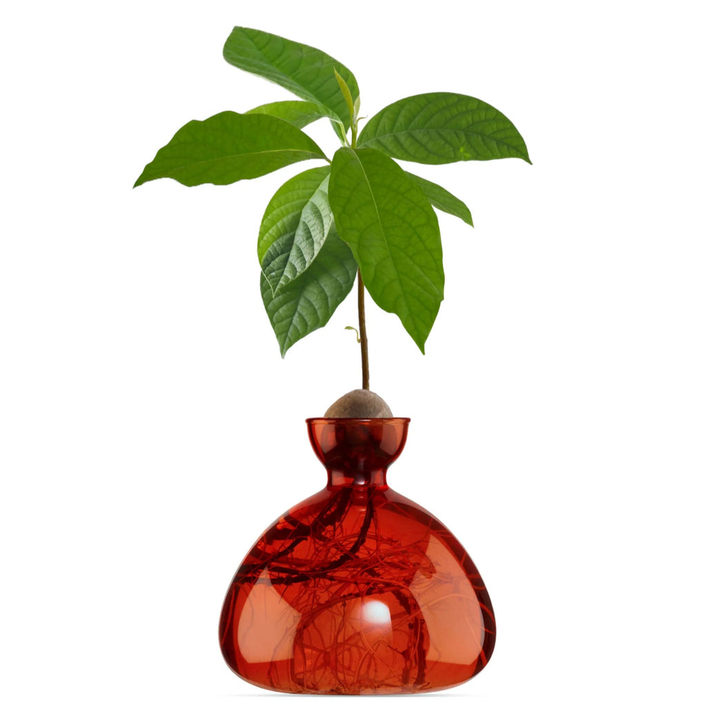 Avocado vase