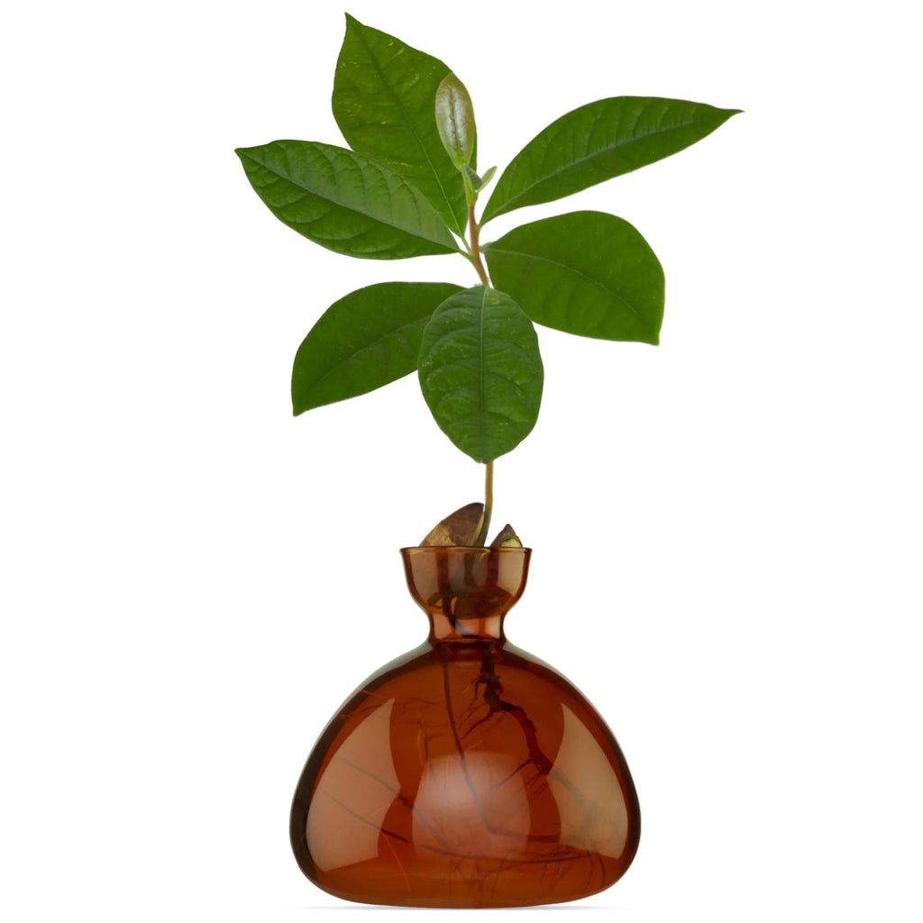 Avocado vase