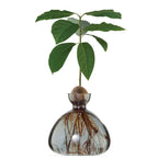 Avocado vase